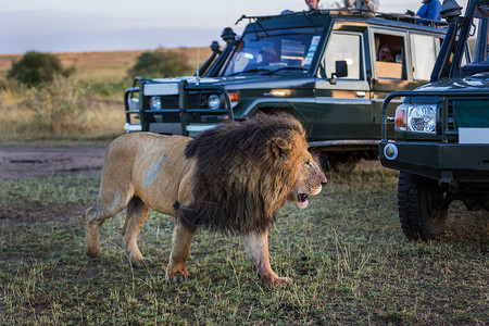 肯尼亚大雄狮在游图片