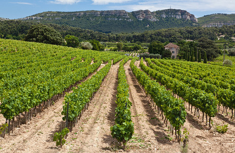 法国南部的葡萄图片