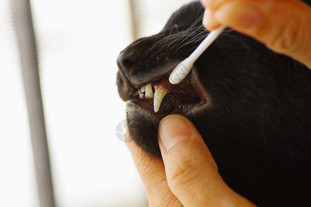 照顾猫牙兽医清洁猫的牙齿图片