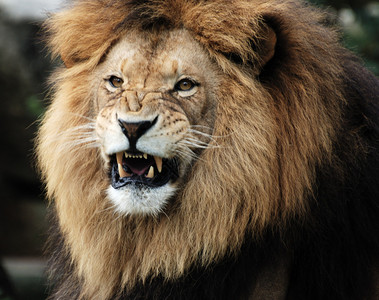 雄狮的肖像图片