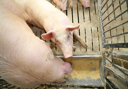 肥猪和母猪在养猪场的牲畜中吃背景图片