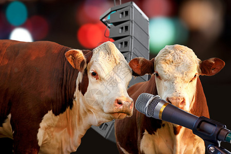 两头奶牛唱歌或图片