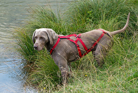 Weimaraner是德国养成猎犬的狗图片
