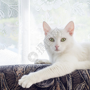 白猫漂亮的眼睛摆姿势图片