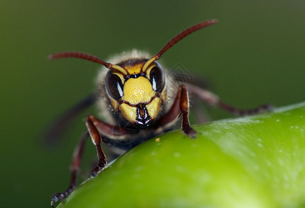 巨型大黄蜂的近闭背景图片
