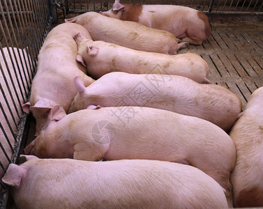 在养猪场睡觉的肥猪图片