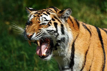 tigris是最大的猫种图片