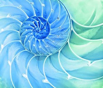 鹦鹉螺壳剖面图背景图片