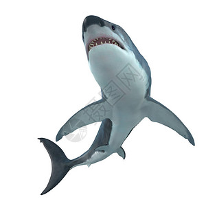 大白鲨是海洋中最大的掠食鲨鱼图片