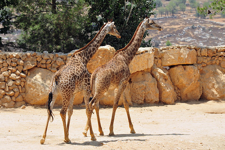 耶路撒冷圣经动物园的法拉菲耶图片