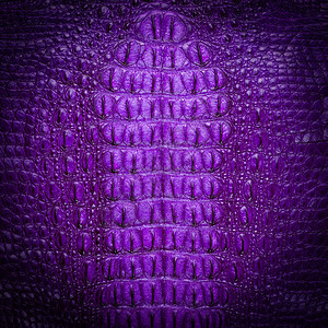 淡水鳄鱼紫骨皮纹图片
