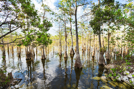 佛罗里达沼泽中的秃柏树图片