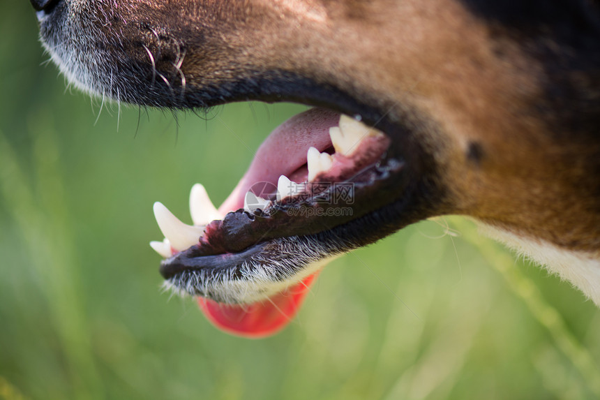 强壮的牙齿狗的牙齿卫生图片