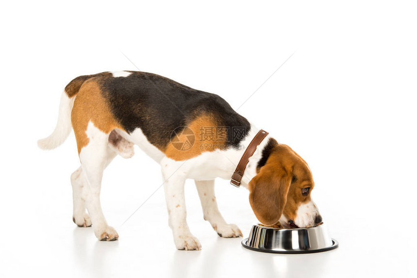 小猎犬吃狗粮的侧面图被白色隔离图片