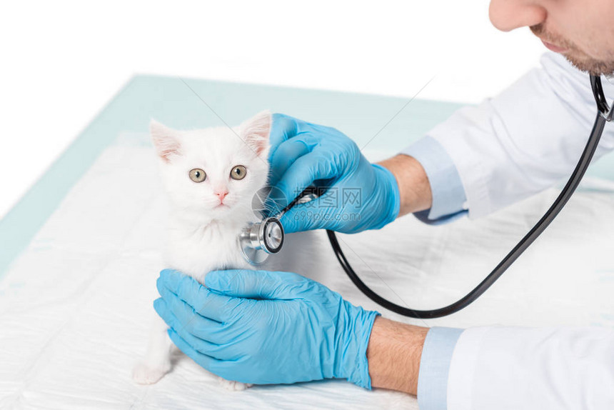 以白色背景隔离的听诊器对小猫进行兽医检图片