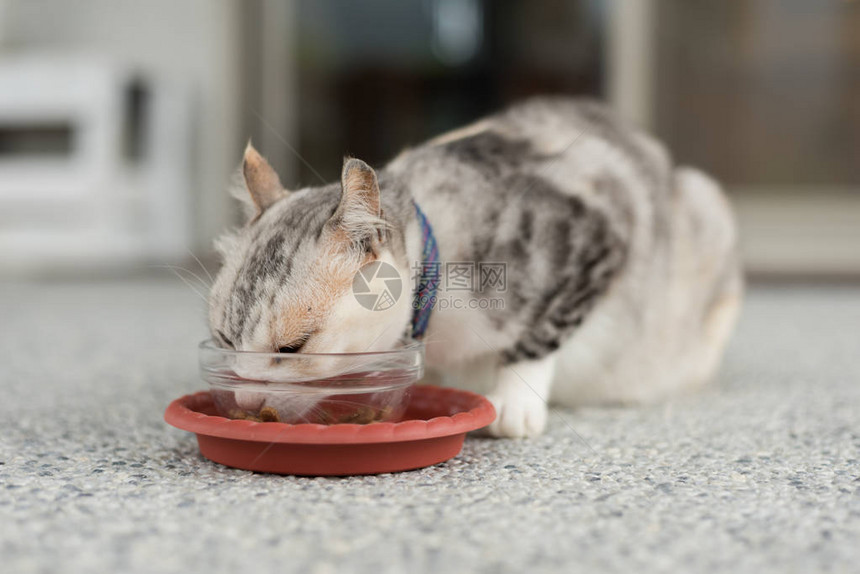 猫吃家猫吃食物的特写镜头