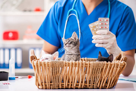 在动物医院对小猫进图片