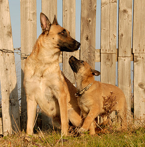 狗和母亲纯种的比利时图片