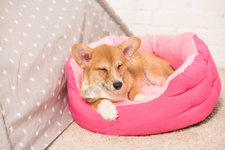 可爱的彭布罗克威尔士柯基犬躺在家里柔图片