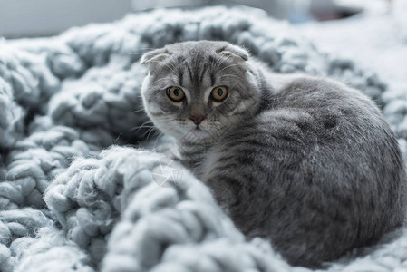 躺在卧室羊毛毯上躺着的灰色毛绒苏图片