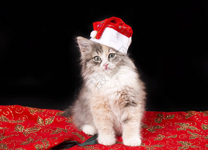 可爱的小猫圣诞概念图片