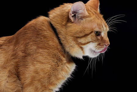 一面可爱的姜猫伸出舌头图片