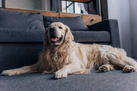坐在客厅沙发附近的可爱猎犬图片
