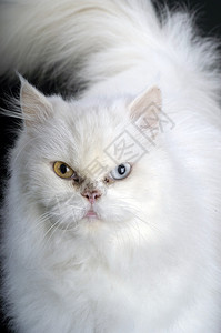 黑色背景的白色波斯猫图片