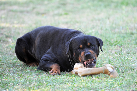 一只愤怒的纯种罗威纳犬与骨头的肖像图片