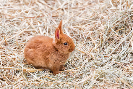 干草上的单只棕色小兔子图片