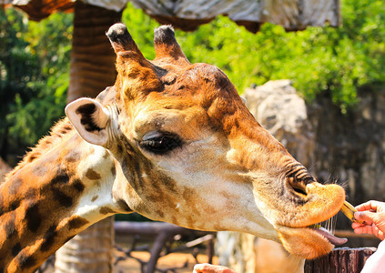 在动物园里喂长颈鹿图片