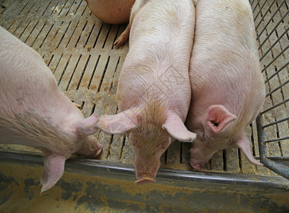 肥猪和大母猪在养猪场的牲畜中吃图片