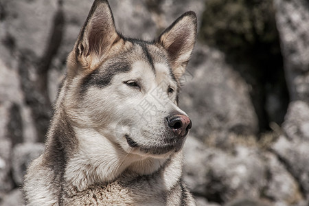 美丽的北方犬阿拉斯加雪橇犬背景图片