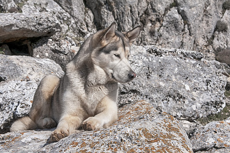 美丽的北方犬阿拉斯加雪橇犬背景图片