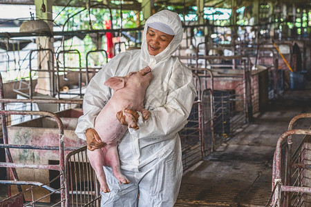 亚洲兽医在猪养场畜牧和猪养殖业为猪进行搬运图片