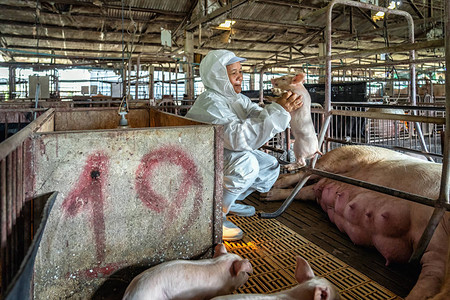 亚洲兽医在猪养殖场畜牧和猪养殖业为图片