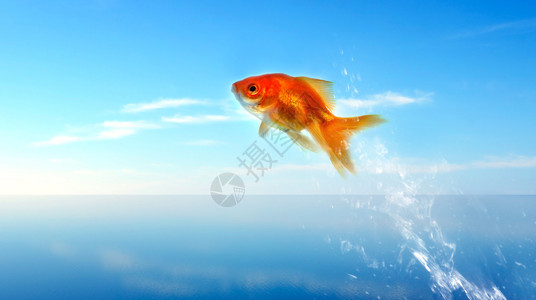 跳出水面的金鱼图片