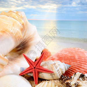 沙滩上的海星和贝壳与蓝色的大海相映成趣图片