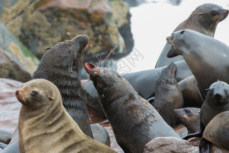 一群海狮争夺岩石图片