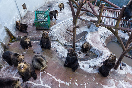 动物园公里的熊群图片