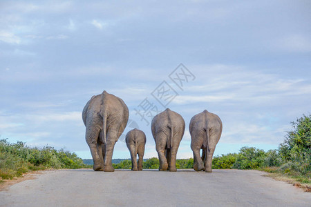 一天结束大象的一家人图片