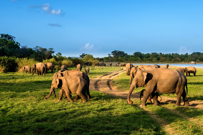 斯里兰卡湖边大象群图片