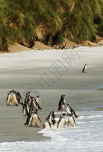 一群麦哲伦企鹅在沙滩上图片
