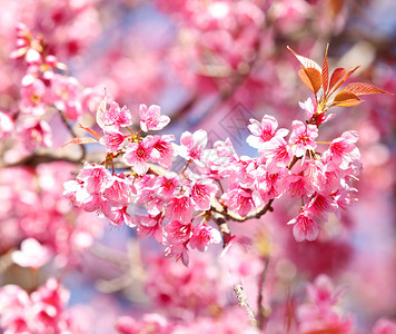 粉色樱花背景前盛开的樱花图片