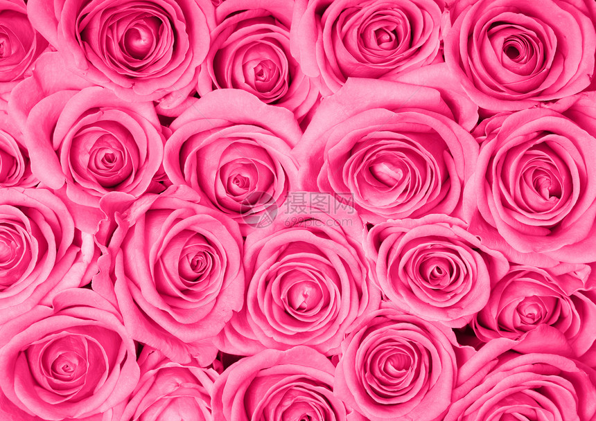 粉红玫瑰的背景图片图片