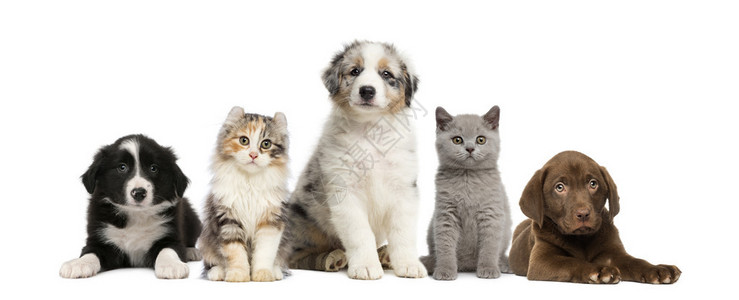 宠物组生的小猫和小狗图片