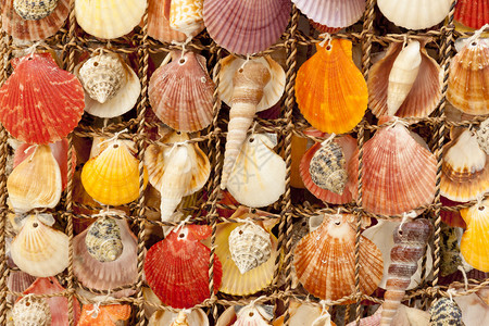 美丽的彩色贝壳背景黑山夏日图片
