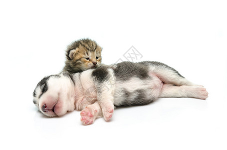 小猫和小狗睡在白色图片