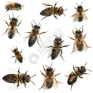女工蜜蜂白种人面前的Anthop背景图片