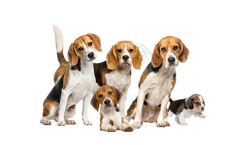 Beagles狗群在白色背景图片